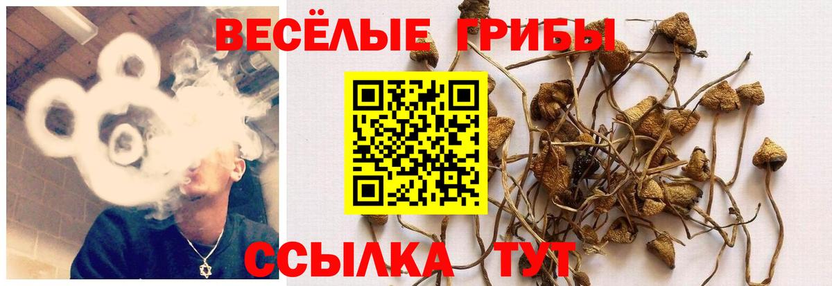 Ликино-Дулёво  Галлюциногенные грибы Psilocybe  Вход с VPN  Псилоцибиновые грибы Psilocybe 